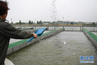 浙江湖州 跑道養魚新變革，畜牧漁業飼料銷售迎契機